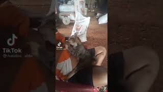 Download lagu kucing nyusu ke manusia ...#shorts mp3 Download lagu kucing nyusu ke manusia ...#shorts mp3