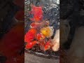 DO HIGH TEMPERATURES KILL OR BENEFIT GOLDFISH