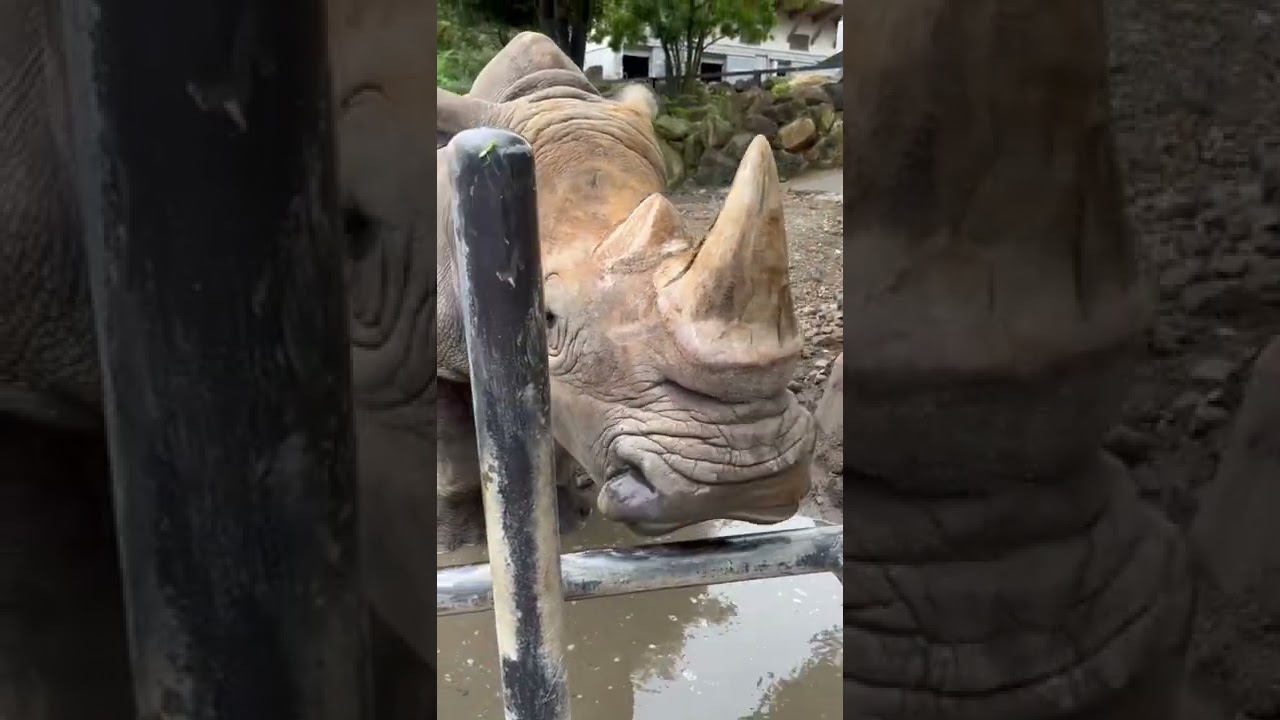 シロサイの口#shorts