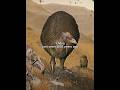 Animals That Were Hunted To Extinction By Humans Prehistoric Extinct Earlyhumans