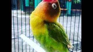 Download lagu INI DIA LOVE BIRD JUARA NASIONAL CEREWET NGEKEK PANJANG mp3