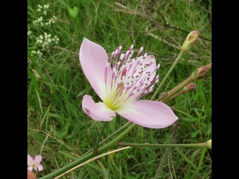 Garden Answer: 2 Genera in Cleomaceae