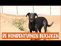 De opvang heeft een verbouwing nodig! | DierenpraatTV