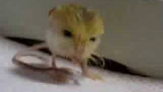 what is this creature?