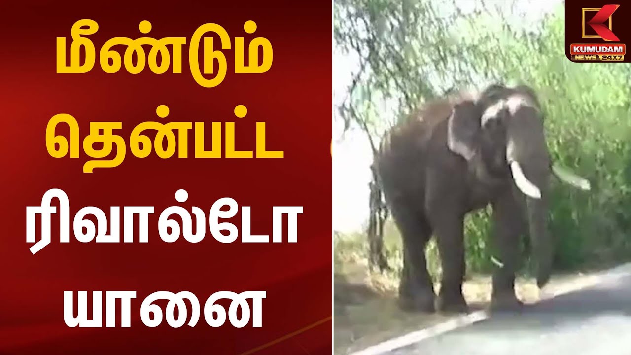 Elephant | மீண்டும் தென்பட்ட ரிவால்டோ யானை | Kumudam News