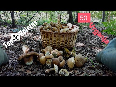 Top 50 Vrganja - Top 50 Boletus