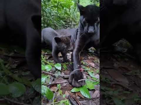 🐆 Rescuing Trapped Black Panther - Cub Guards Mother! 😭