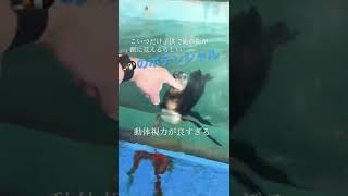 #ペンギン#動体視力 #かわいすぎる #かわいい動物 #連れて帰りたい #🐧のポテンシャルの高さ