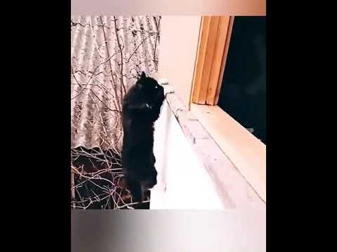 *This is the reason why commandos are called black 'cat'*!