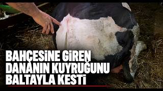  Bahçesine Giren Dananın Kuyruğunu Baltayla Kesti