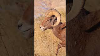 ram