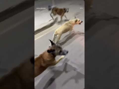 manifestação de cachorro 🐕 nó Exu Pernambuco