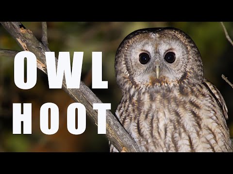Tawny OWL call at night, bird sounds and noises