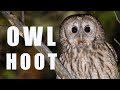 Tawny OWL Call At Night Bird Sounds And Noises