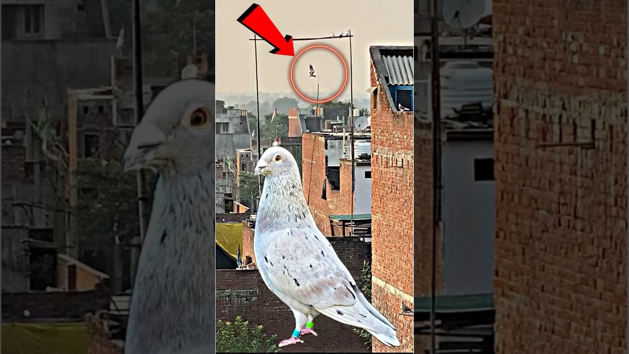 नया कबूतर पकड़ा 😍 | #pigeon #kabootar #kabootarbazi #shortsfeed #shorts