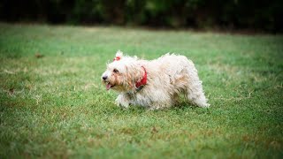 Havanese vs Coton de Tulear: Comparing Two Fluffy Friends