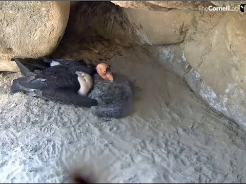 Hutton's Bowl Condor Cam ~ Dad #74 Cuddle Time w/ Baby; Cute Moments Walking/Flapping 6.8.18