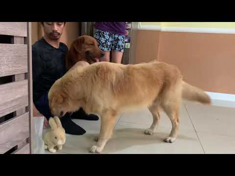 Our reaction seeing a toy rabbit/ Azra the Golden Retriever