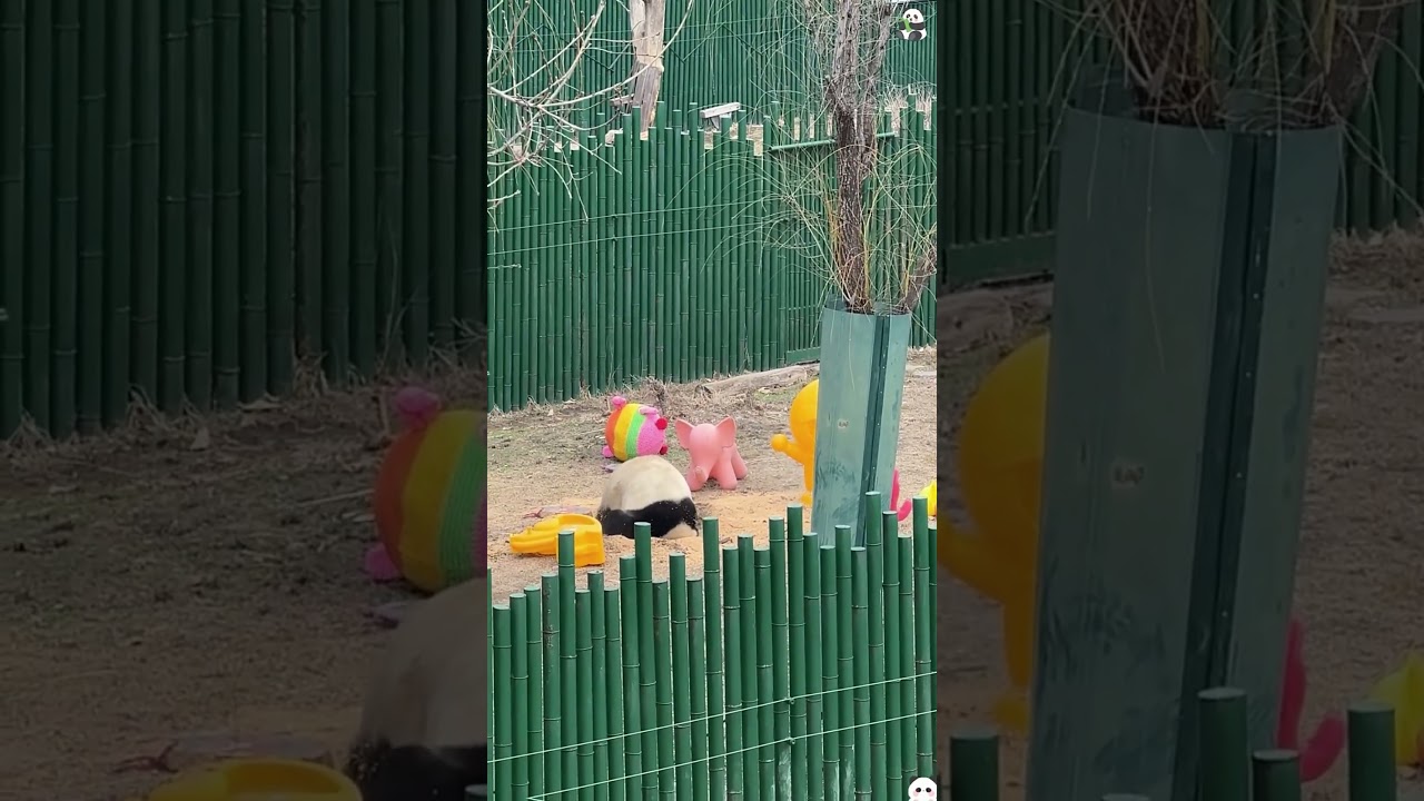 Panda 🐼 cute and funny panda #fyp #funny #panda #cute ##pandas #kungfupanda #usa