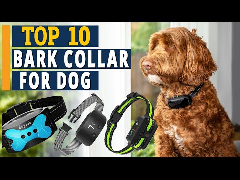 Best Bark Collar For Dogs in 2022 - TOP 10 Review