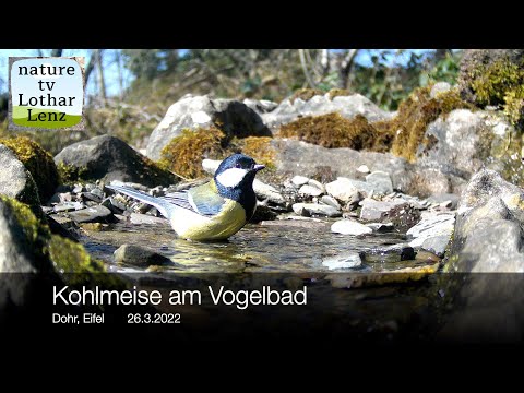 Kohlmeise am Vogelbad, Dohr, Eifel 26.3.2022