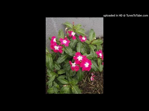 Cápsula 3: observar sin juzgar