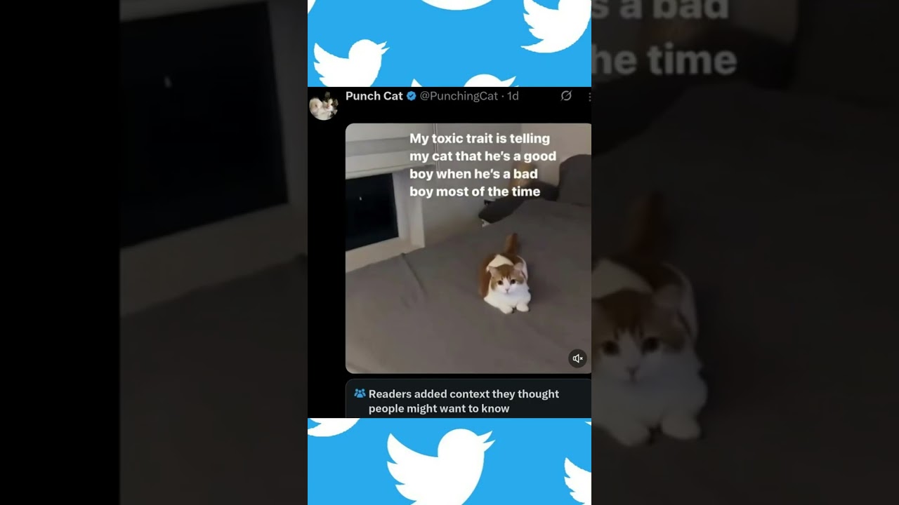 Good Boy, Twitter Post #twitter #tweet #cat