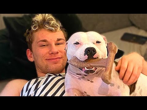 White Staffy is Convinced His Uncle is a Dog | Cuddle Buddies