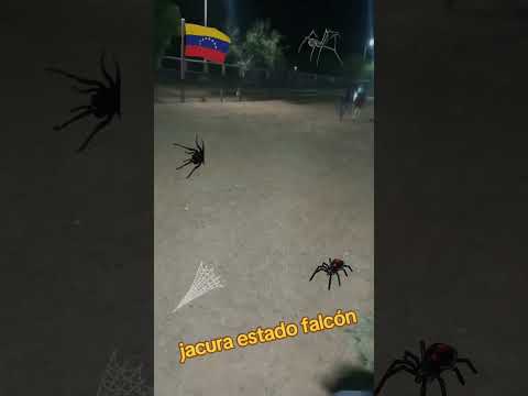 la araña Antonio Aguilar jacura estado falcón