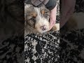Bernedoodle dogs for sale: Blue! - Video 1