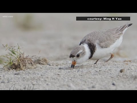 Endangered birds return to nest on Maumee Bay after over 80 years