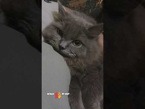 moiza beautiful cat #youtubeshorts #trendingsong