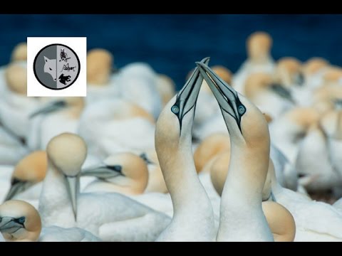 download lagu mp3 mp4 Fou De Bassan, download lagu Fou De Bassan gratis, unduh video klip Fou De Bassan