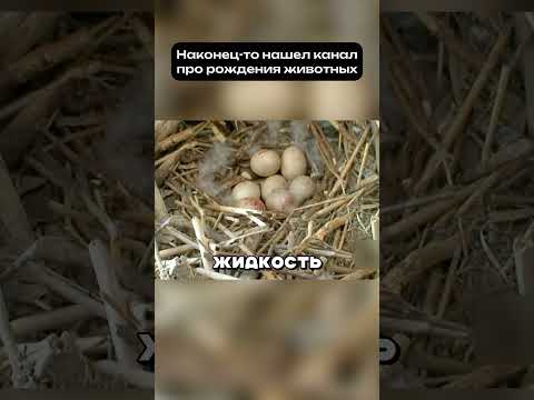 Зачем утка свила гнездо в шаге от хищника? 🦅 #животные #рождение