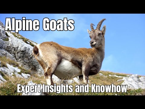 , title : 'Alpine Goats Exposed: Expert Insights and Knowhow'