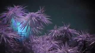 SiOnyx Aurora: A Psychedelic Wonderland