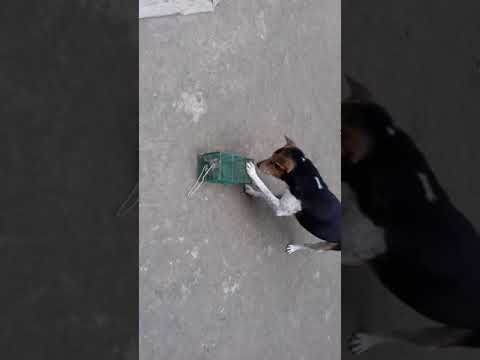 2 Dog.🌼🐈🐈🐈🐈💎💎💎🐅🐆🐕‍🦺🦮🐕‍🐕‍🦺🐕‍🦺🐕‍🦺🐕‍🦺🐕‍🦺🐕‍🦺🐕‍🦺🌴🌱🌾🌾🍂