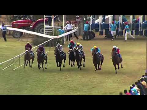 Swan Duke Of York Cup | Black Cat Back | A.Aucharuz