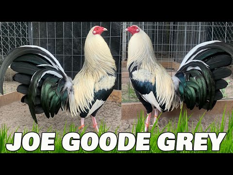 Nice Birds Oscar Santibanez Farm Houston Texas - Joe Goode