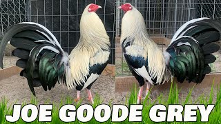 Nice Birds Oscar Santibanez Farm Houston Texas - Joe Goode