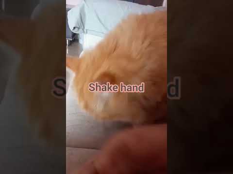 Simmba😽 shake hand my train cat | Shaikh firdous
