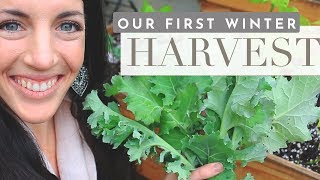 Our First Harvest & Zuppa Toscana |  VLOG  |  Hey It's A Good Life