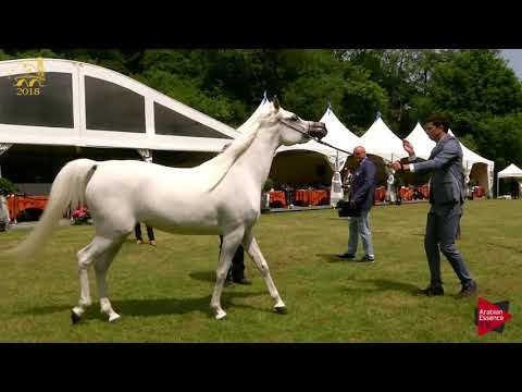 N.167 HANAYA AMIRAH - Bruges 2018 Int B - Straight Egyptian Junior Mares (Class 110)