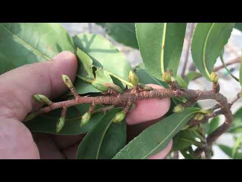 Những sai lầm nghiêm trọng giai đoạn cuối năm dẫn đến cây mai suy về sau