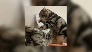 Download lagu jenita janet - di reject (sped up) mp3 Download lagu jenita janet - di reject (sped up) mp3