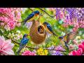 Healing Morning Birdsong In Gentle Rain ️ Calm Your Mind Recharge Your Soul Start Fresh