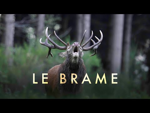 Quelques conseils pour OBSERVER le brame ! #2