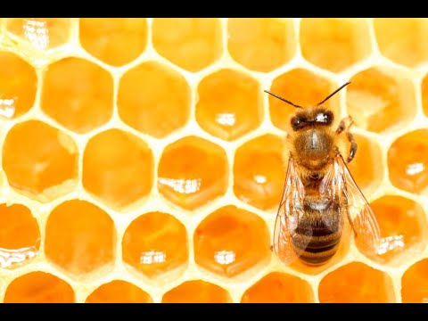 Mierea - ajutorul naturii pentru sănătatea noastră - cu Dr. Stefan Stângaciu