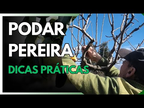 How to Prune a Pear Tree: Complete Guide for Beginners (Practical Tips!)