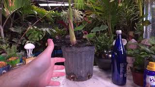 Growing King Palm as a Houseplant